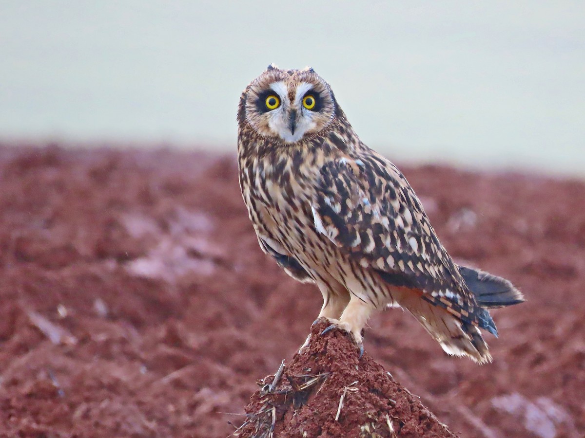 Short-eared Owl - Ana Martín Conde