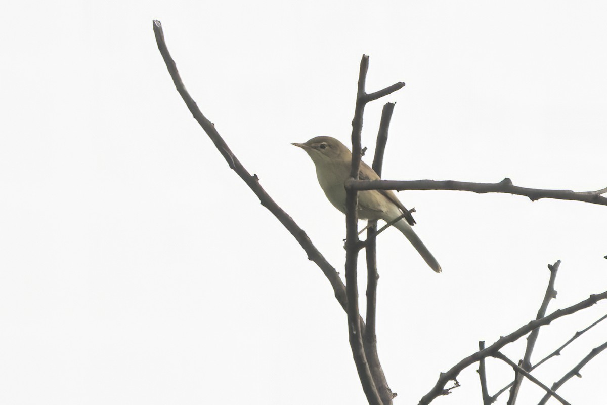 Sykes's Warbler - Ravi Jesudas