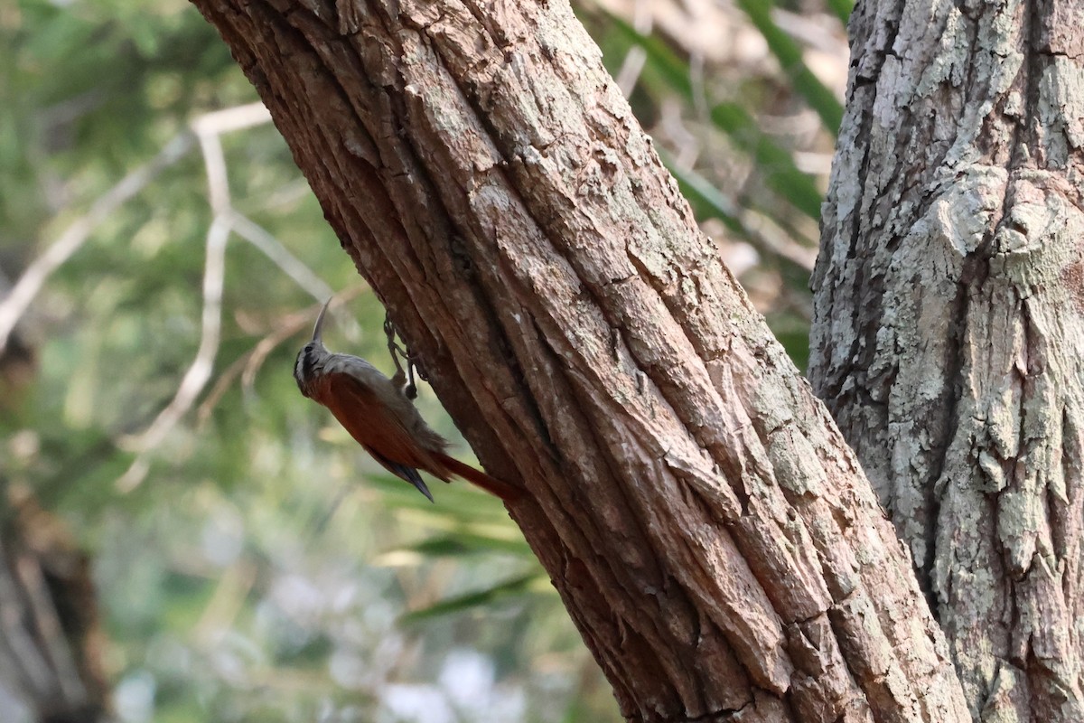 Narrow-billed Woodcreeper - ML612285933