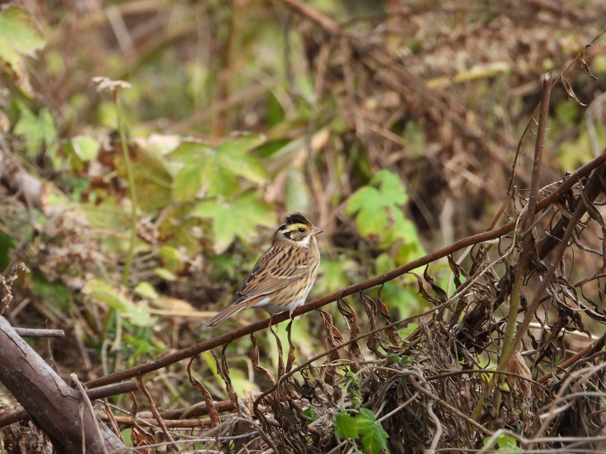 Yellow-browed Bunting - ML612285958