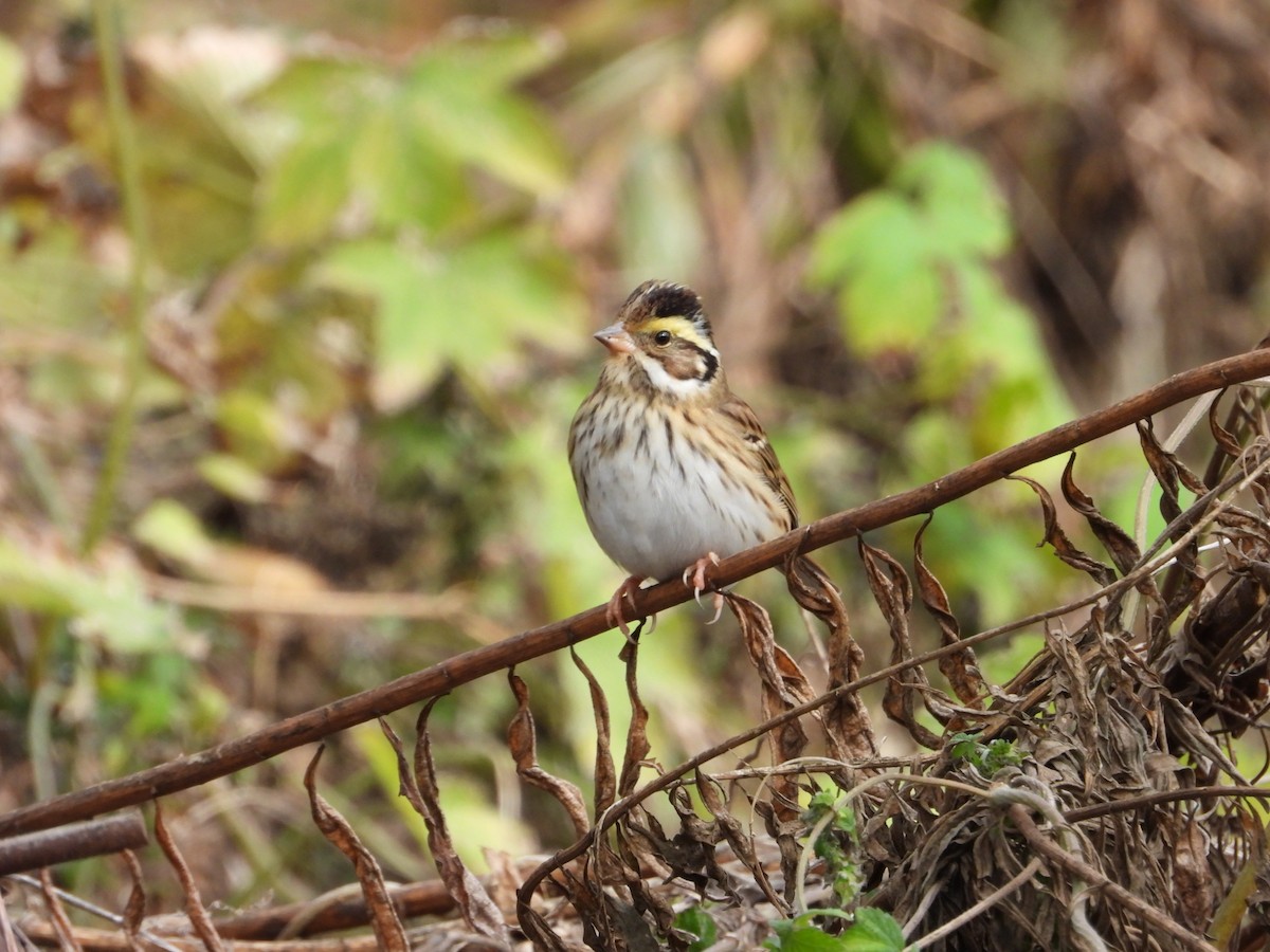 Yellow-browed Bunting - ML612285959