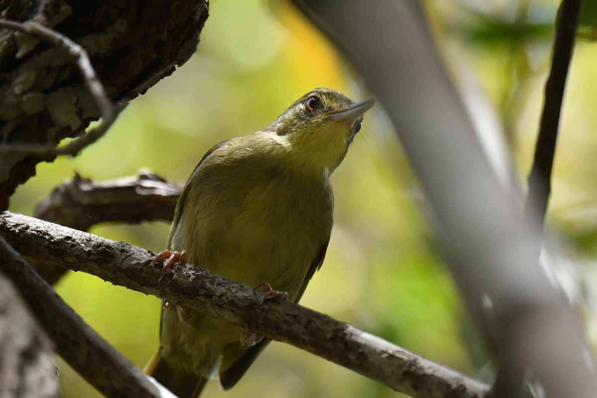 Long-billed Bernieria - Antoine Rabussier