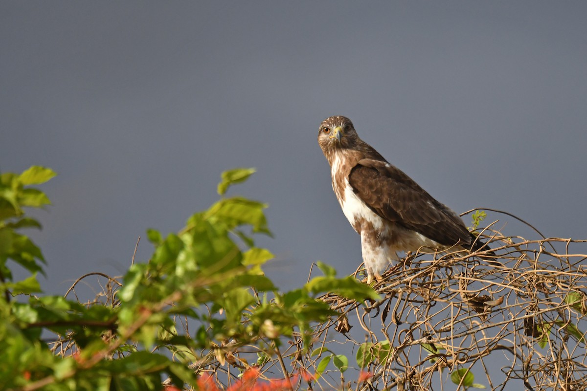 Madagascar Buzzard - Antoine Rabussier