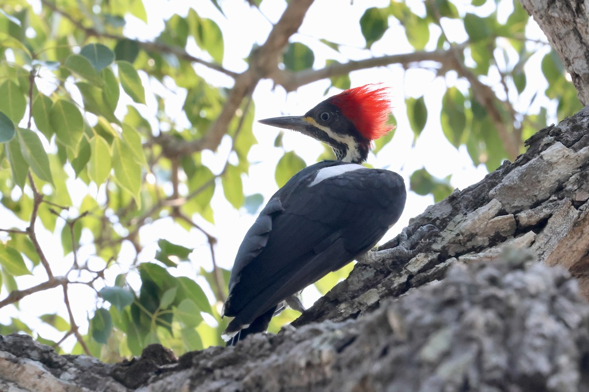 Lineated Woodpecker - Olivier Langrand