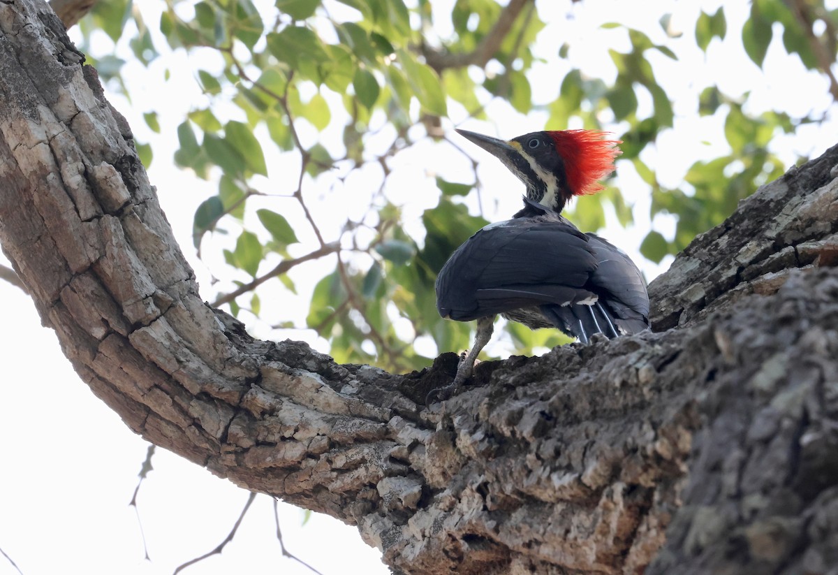 Lineated Woodpecker - Olivier Langrand