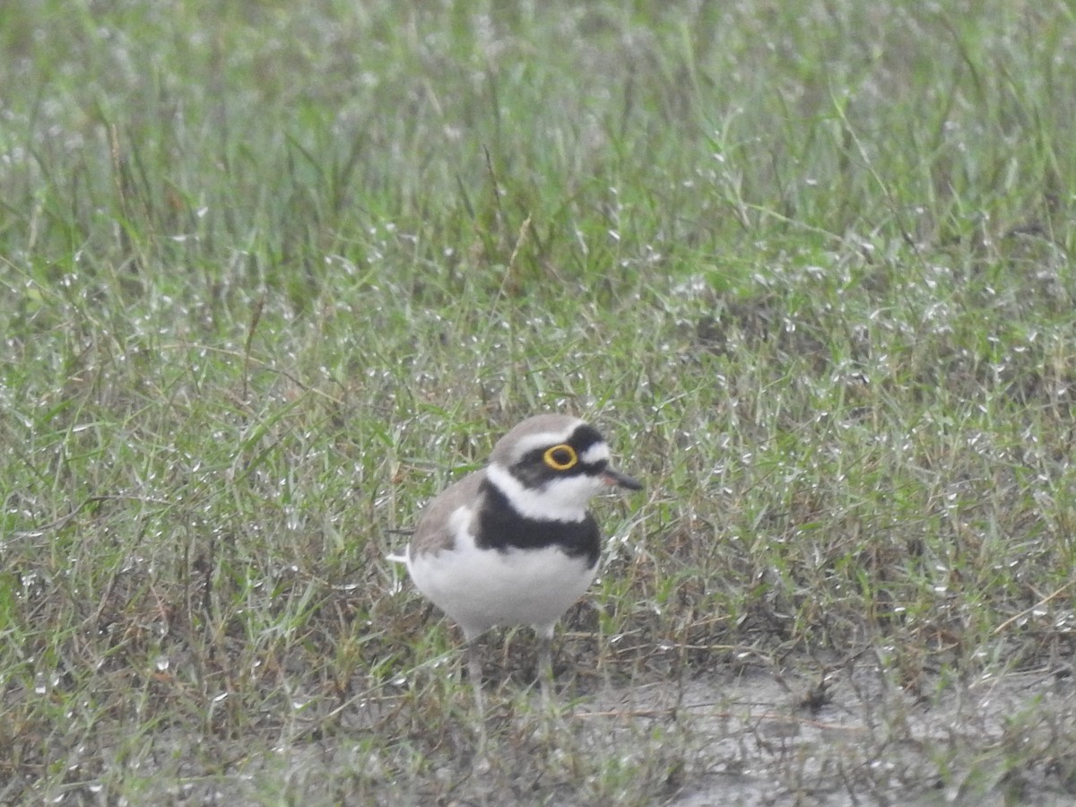 Little Ringed Plover - ML612286066