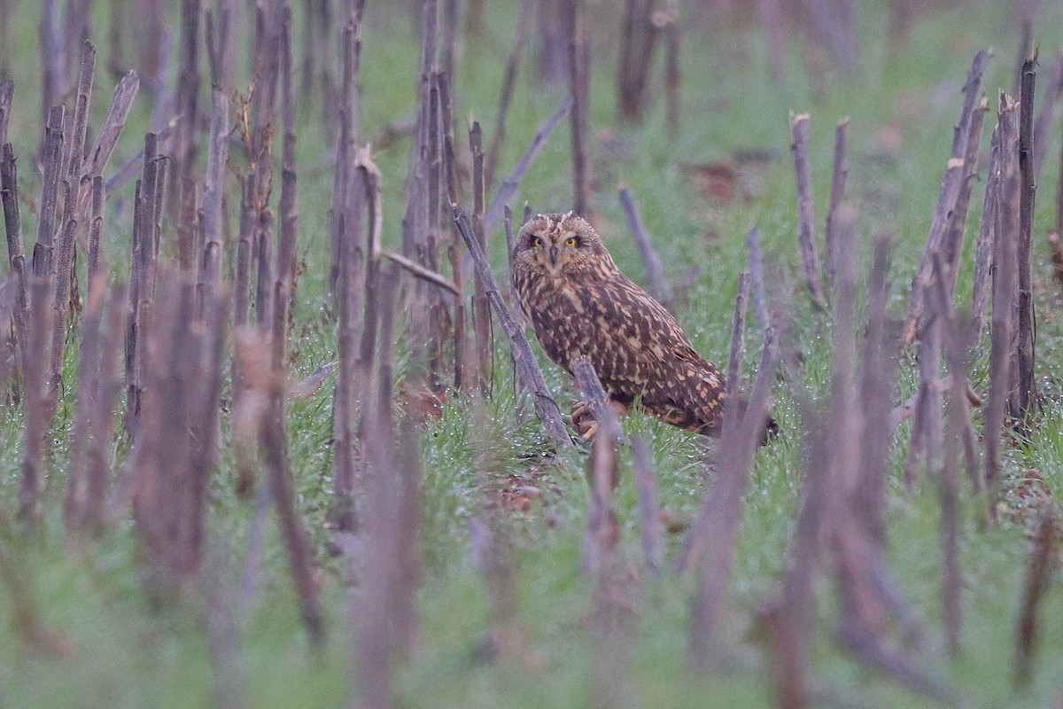 Short-eared Owl - ML612286079