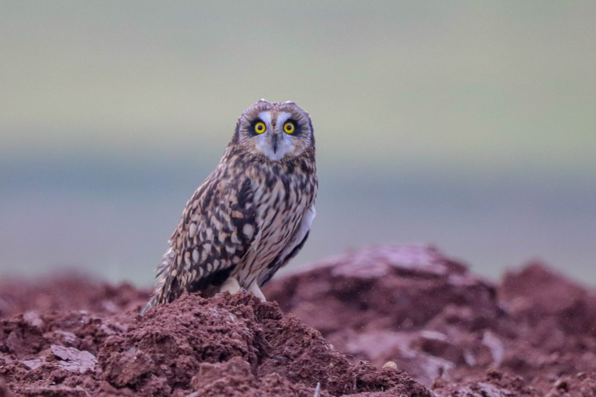 Short-eared Owl - ML612286081