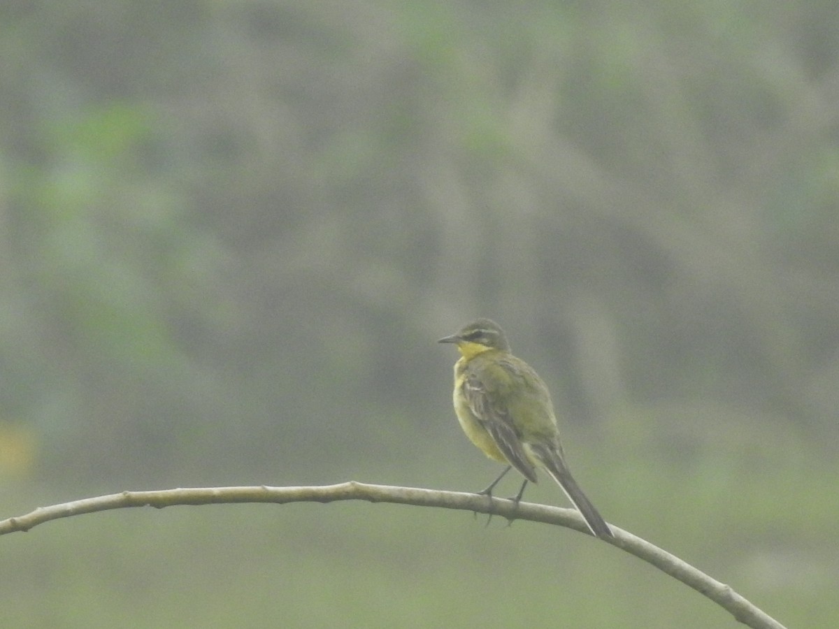 Western Yellow Wagtail - ML612286089