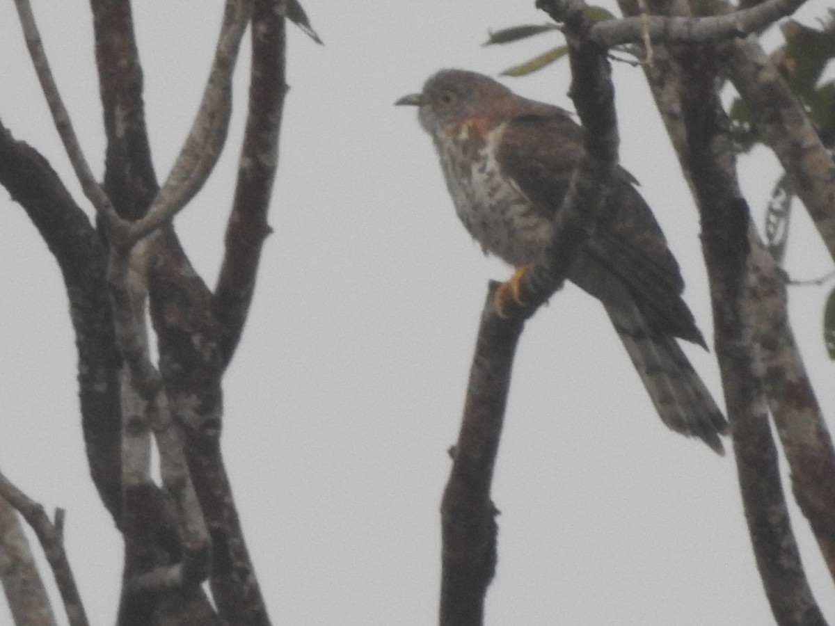 Common Hawk-Cuckoo - ML612286115