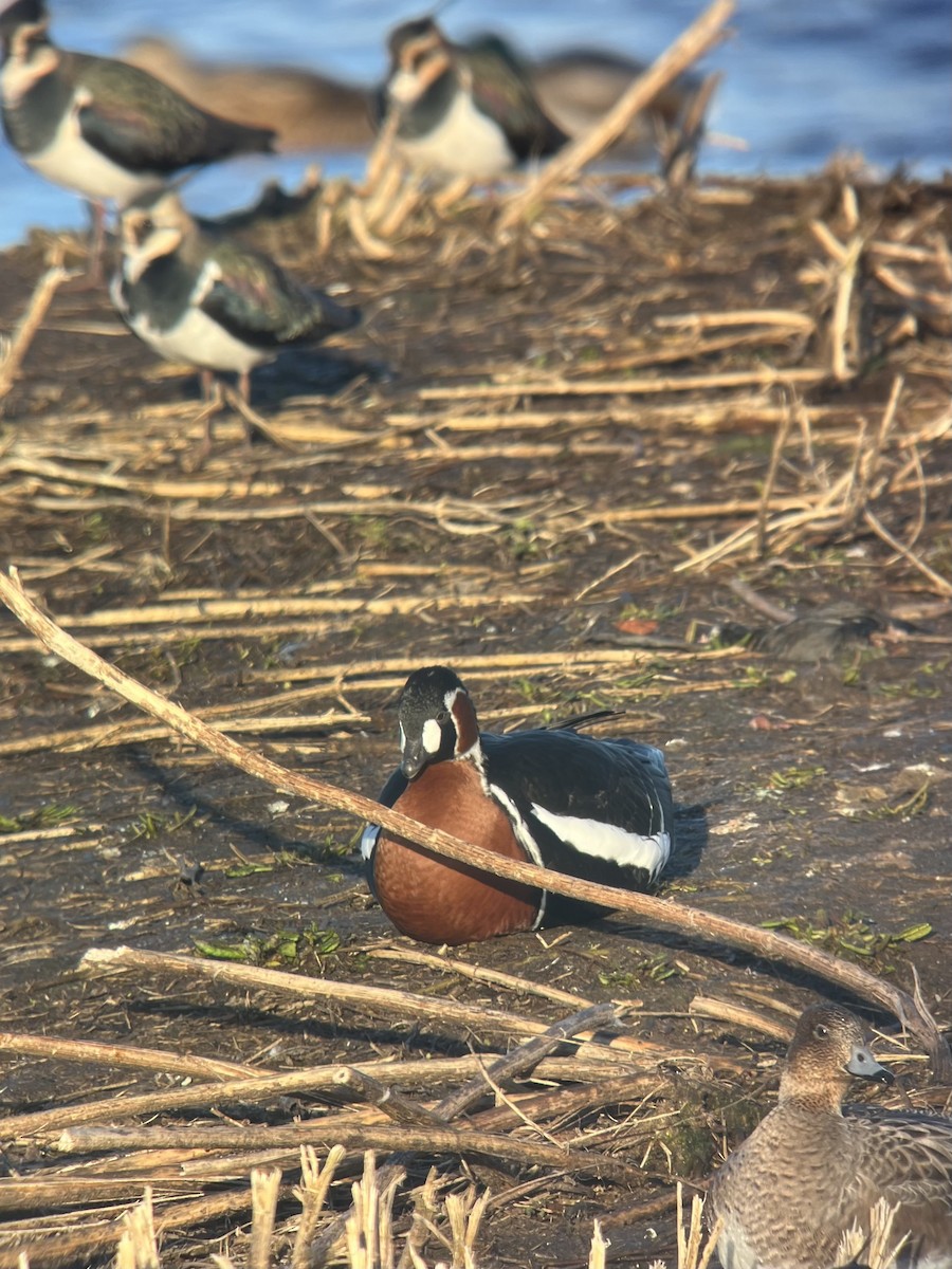 Red-breasted Goose - ML612286116