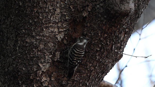 Japanese Pygmy Woodpecker - ML612286124