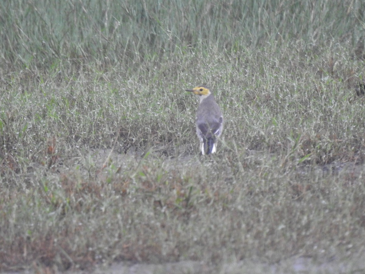 Citrine Wagtail - ML612286148