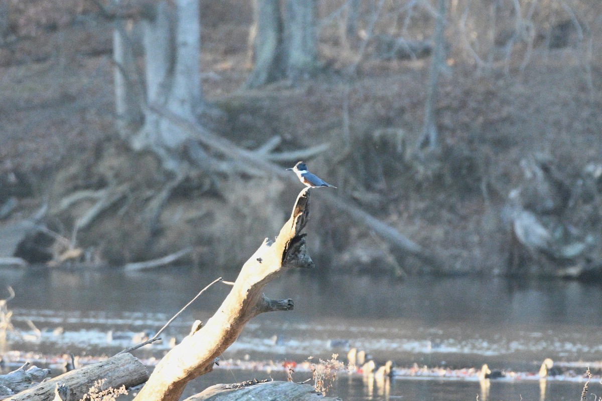 Belted Kingfisher - ML612286296