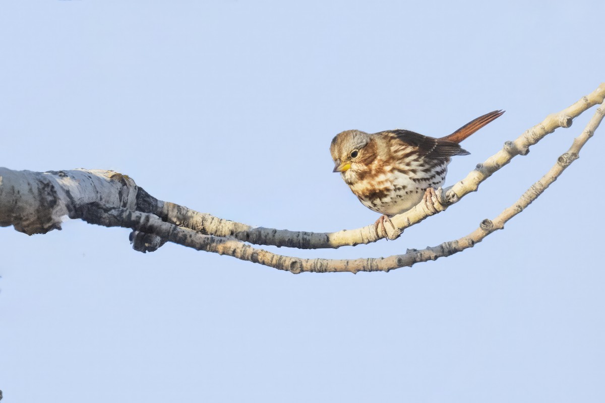 Fox Sparrow - ML612286302