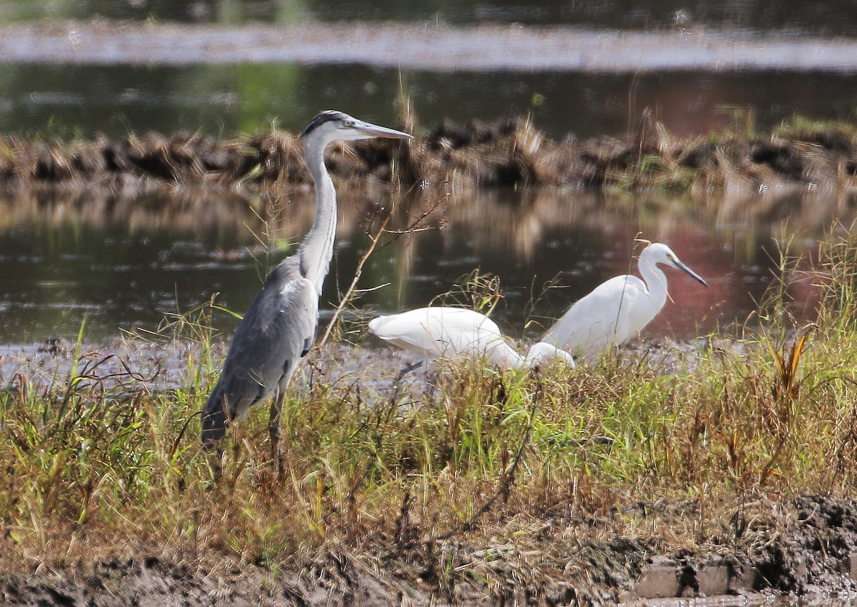 Gray Heron - ML612286428