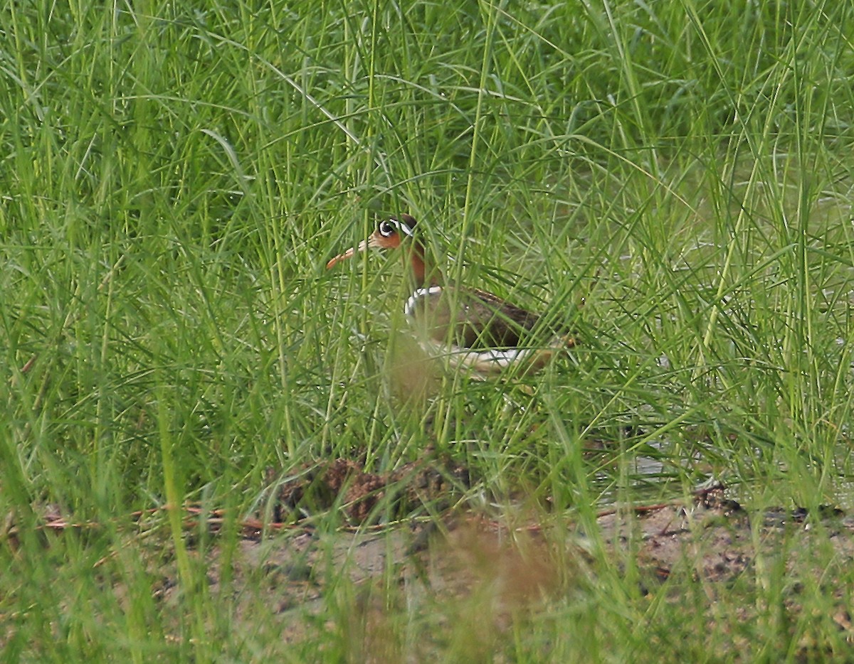 Greater Painted-Snipe - ML612286476