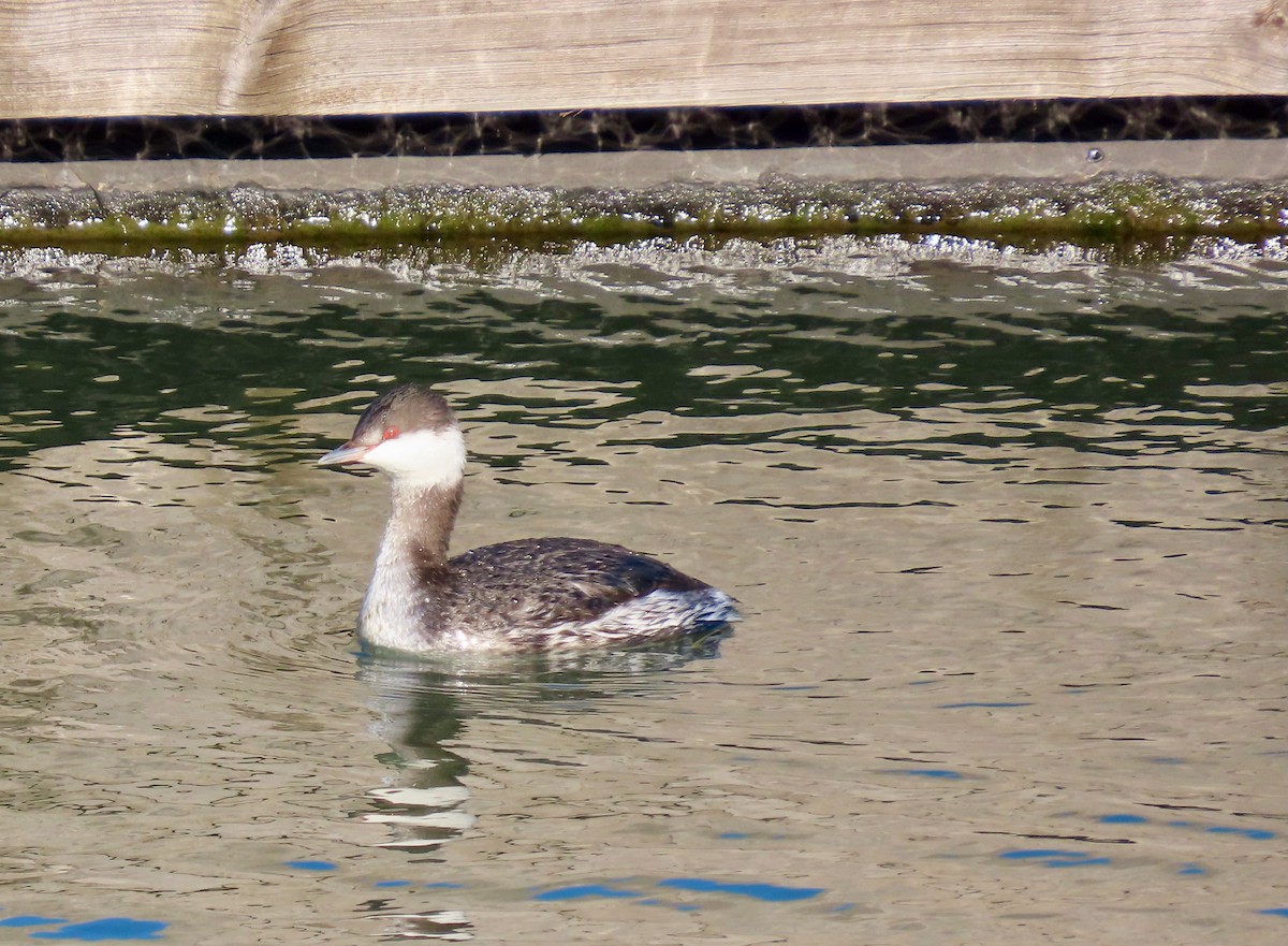 Horned Grebe - Thomas Riley