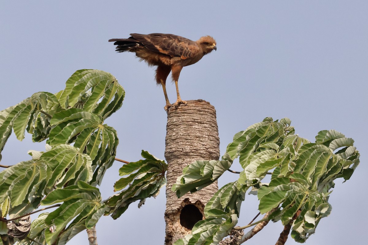 Savanna Hawk - Olivier Langrand