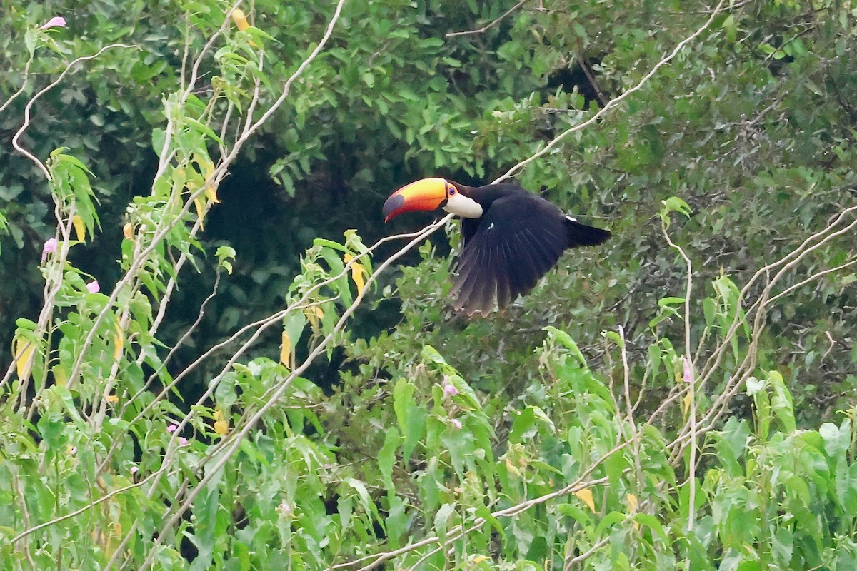 Toco Toucan - Olivier Langrand