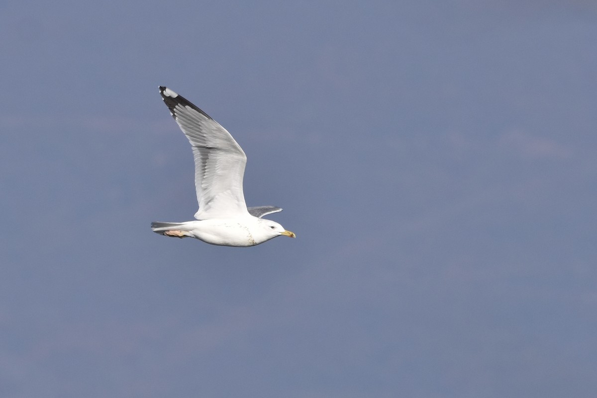 Caspian Gull - ML612286701