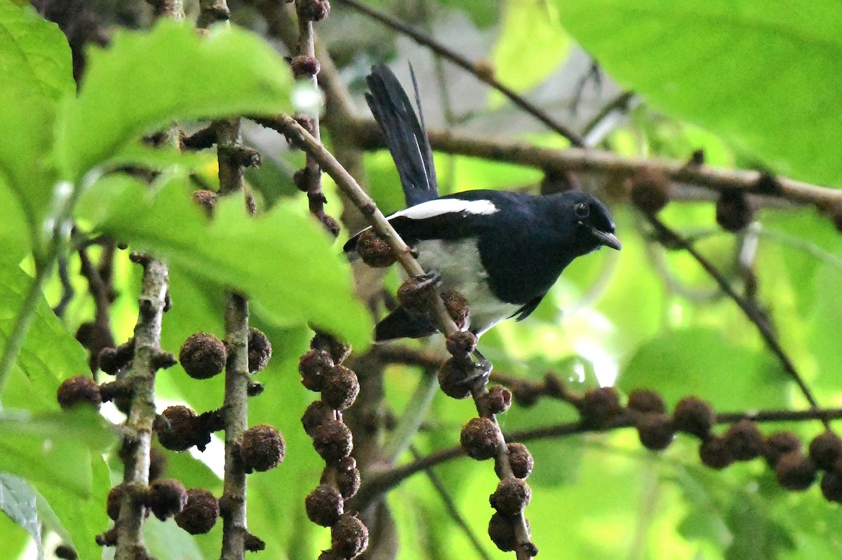 Philippine Magpie-Robin - ML612286730
