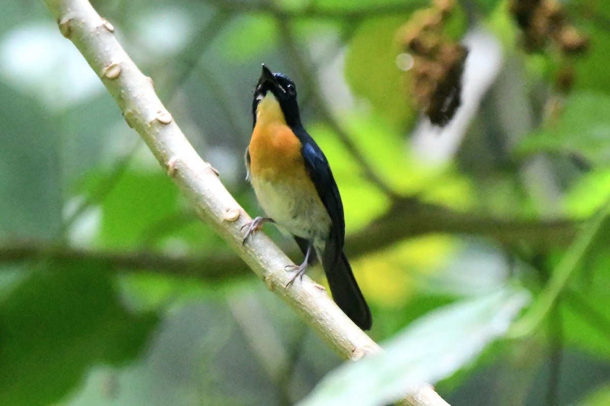 Mangrove Blue Flycatcher (Philippine) - ML612286744