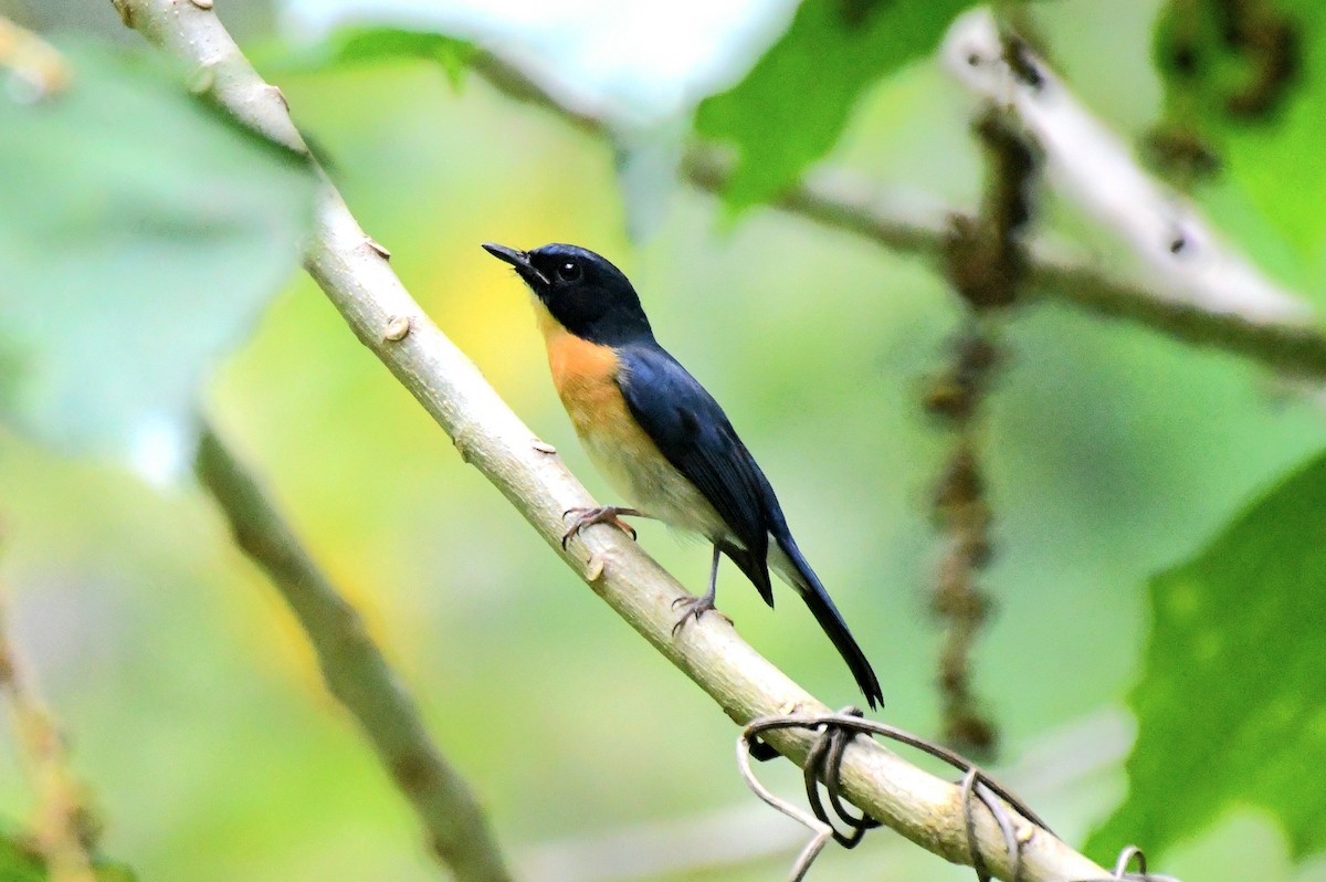 Mangrove Blue Flycatcher (Philippine) - ML612286745