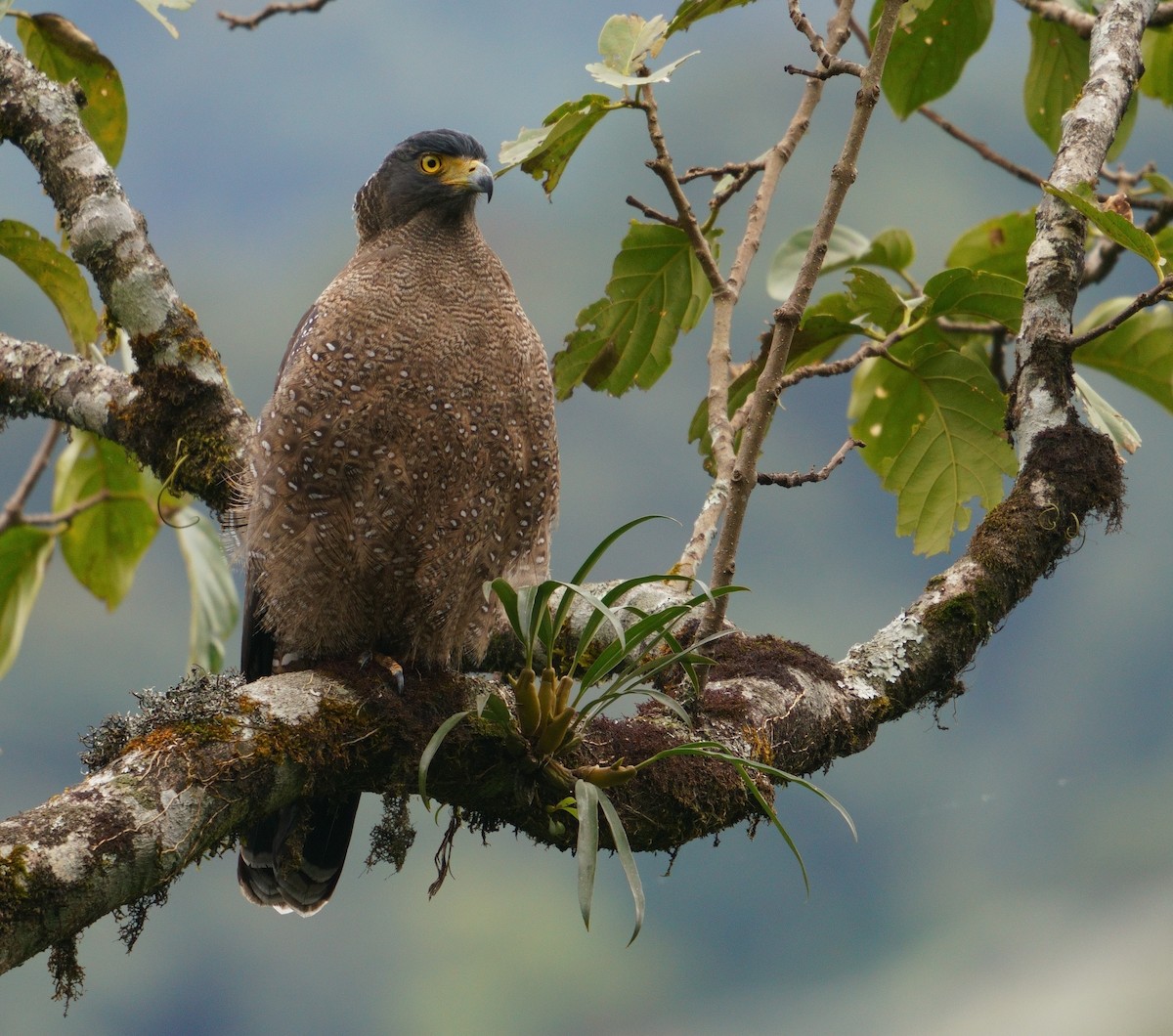 Crested Serpent-Eagle - ML612286749