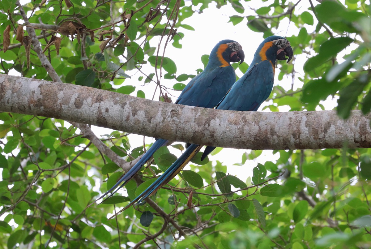 Guacamayo Barbiazul - ML612286752