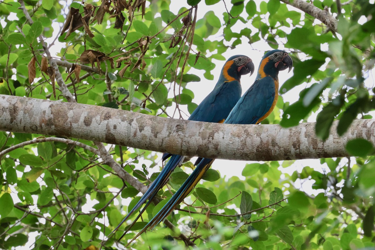 Blue-throated Macaw - ML612286754