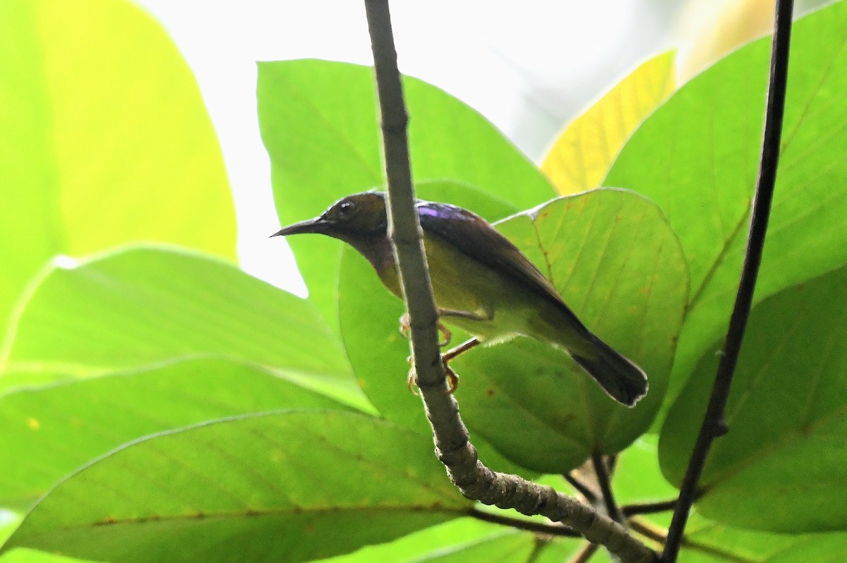 Brown-throated Sunbird - ML612286755