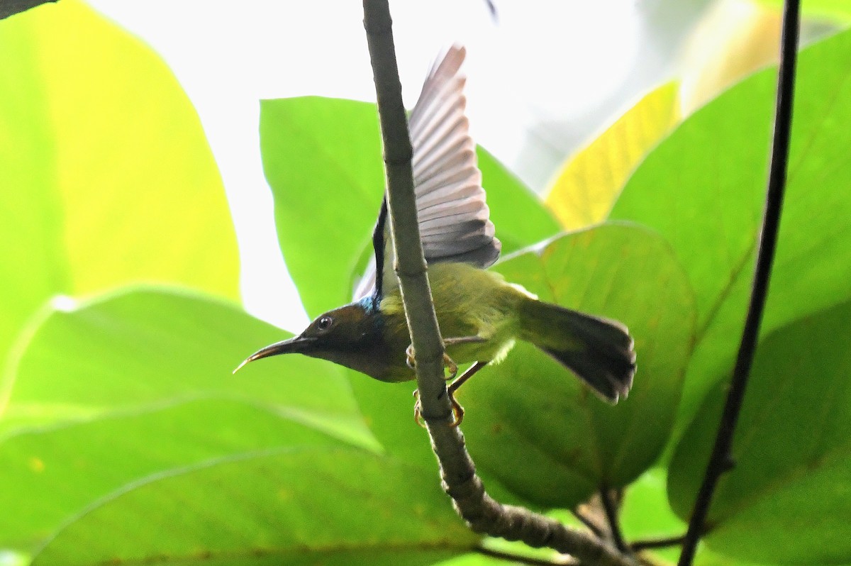 Brown-throated Sunbird - ML612286756