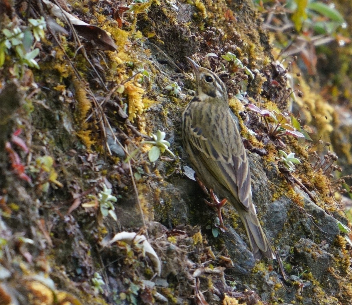 Olive-backed Pipit - ML612286757