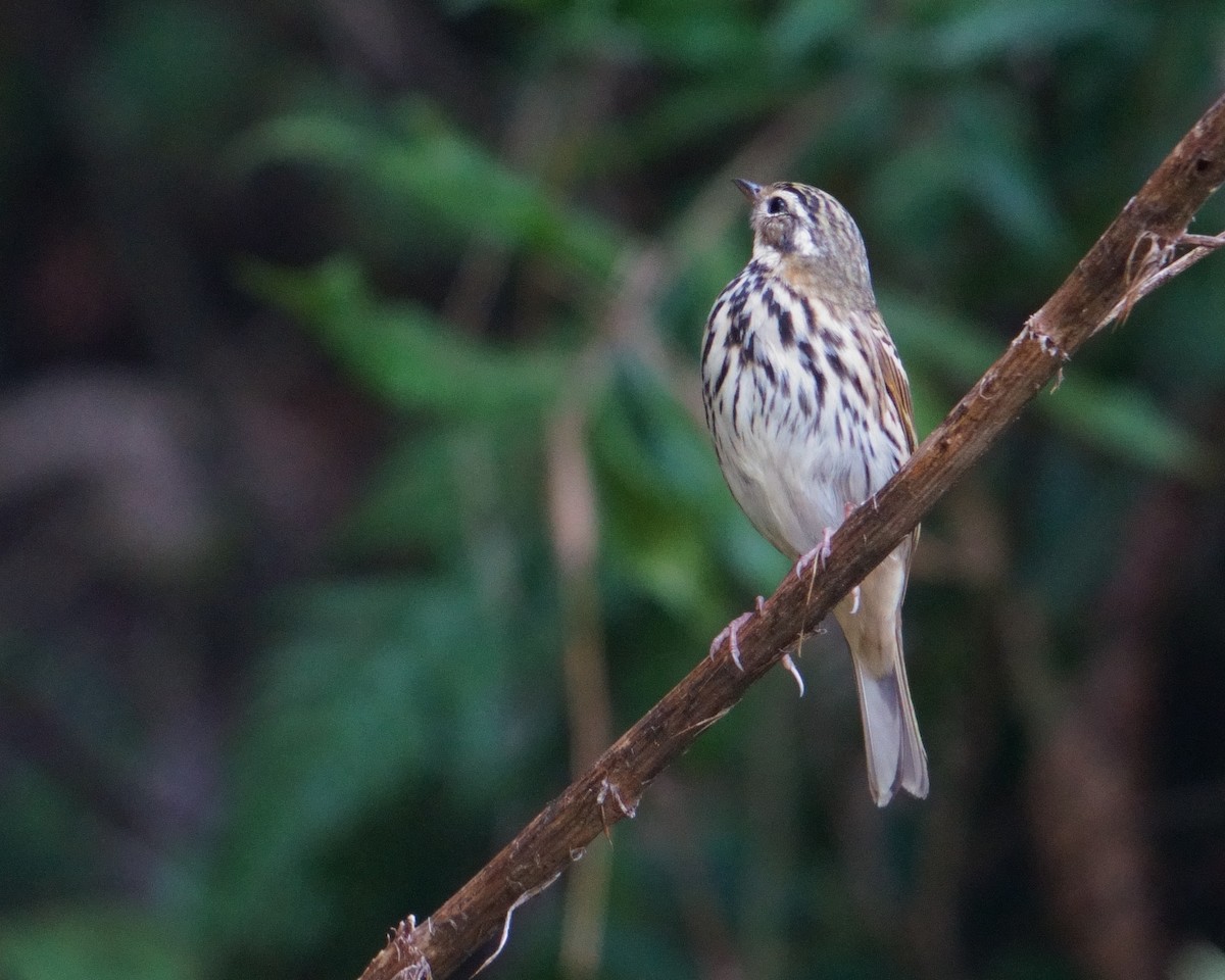 Olive-backed Pipit - ML612286758