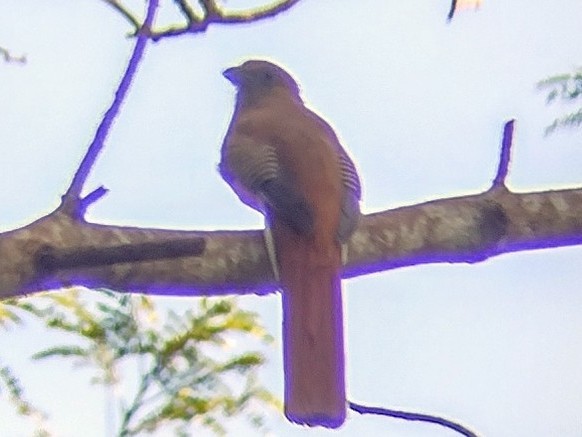 Orange-breasted Trogon - ML612286813