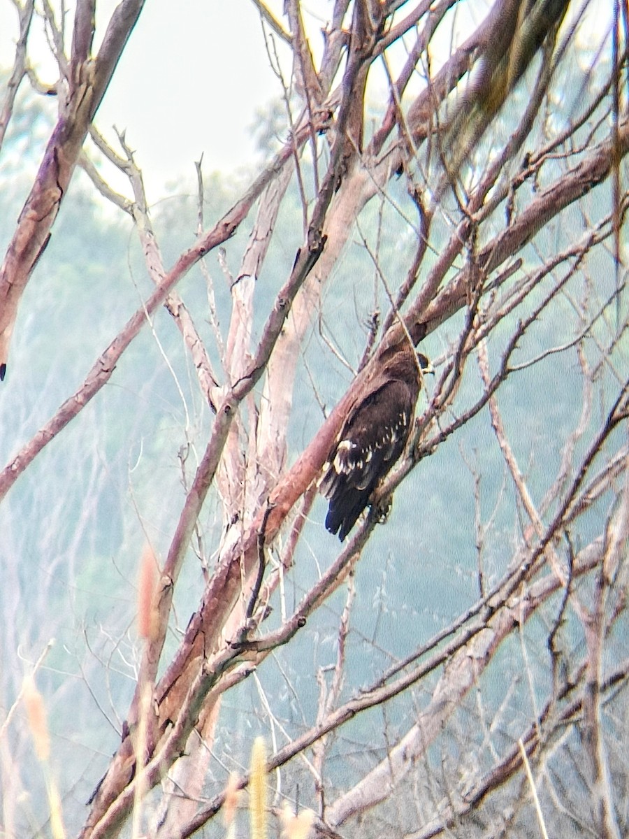 Greater Spotted Eagle - ML612286859