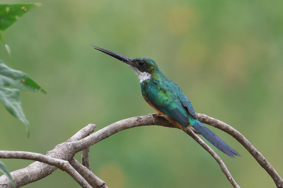 Rufous-tailed Jacamar - Olivier Langrand