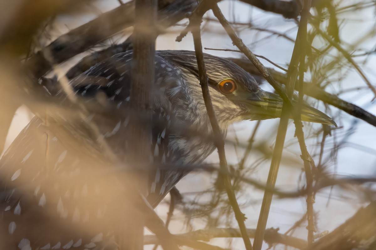 Black-crowned Night Heron - Steve Wilson