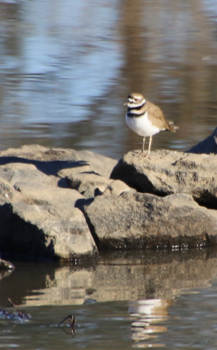 Killdeer - ML612287044