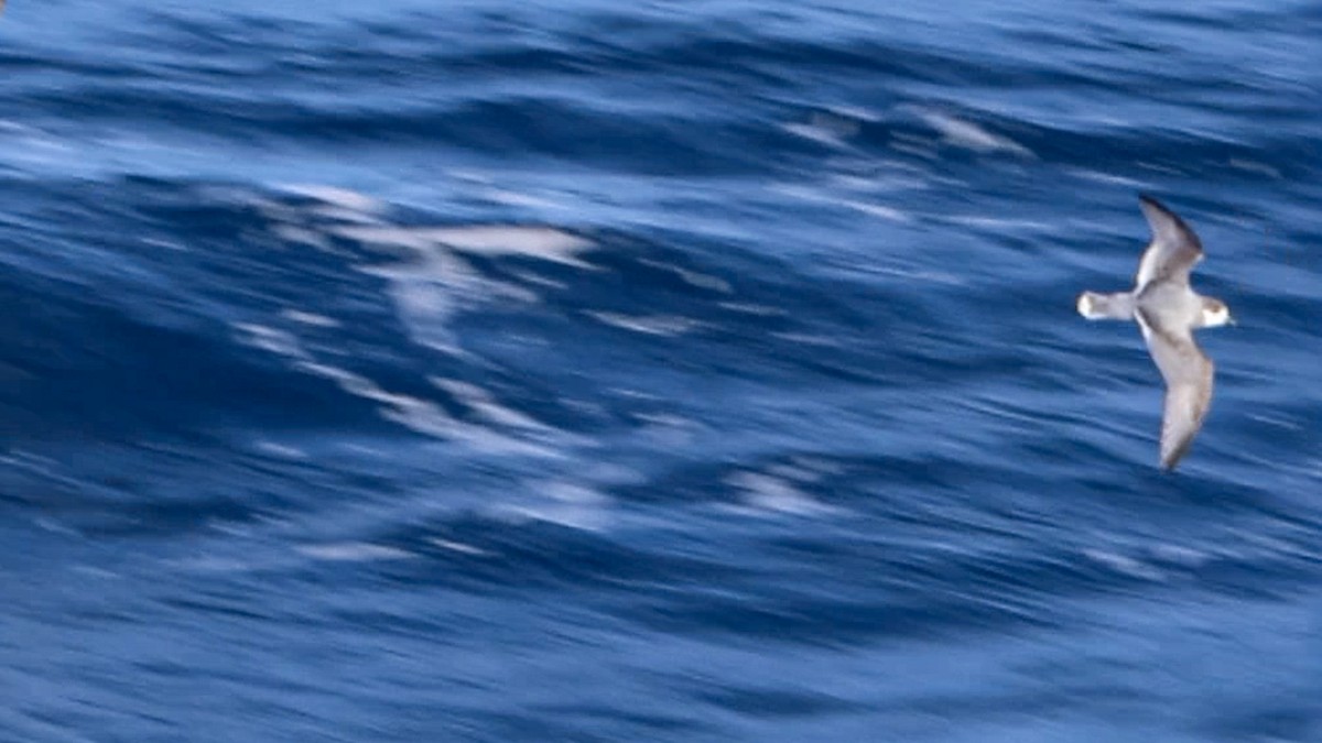 Blue Petrel - ML612287083