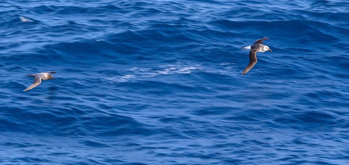 Gray-headed Albatross - ML612287103