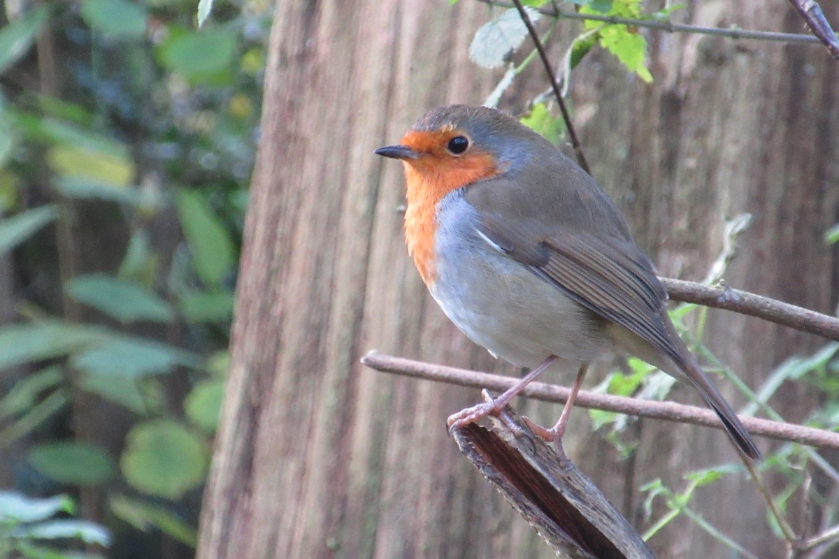 European Robin - ML612287124