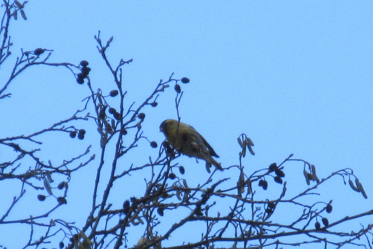 Eurasian Siskin - Alex Press