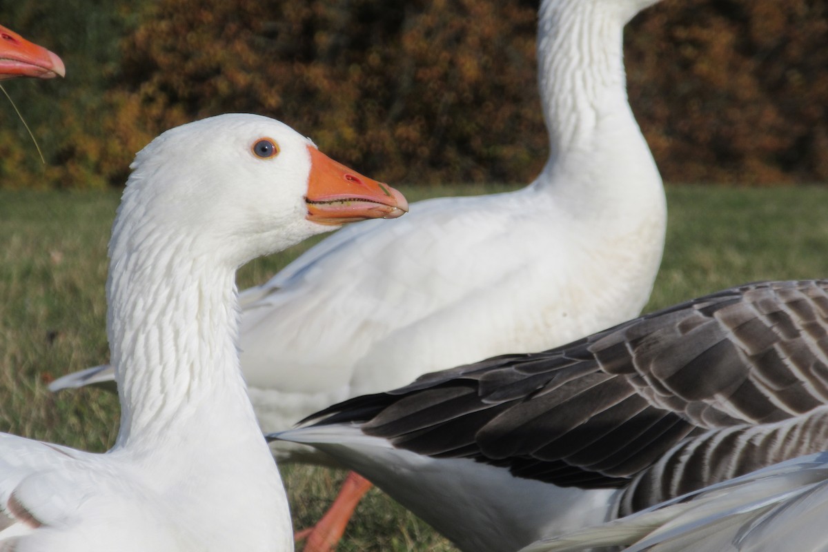 Graylag Goose (Domestic type) - ML612287128