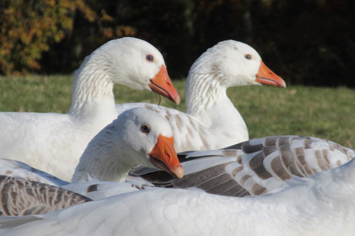 Graylag Goose (Domestic type) - Alex Press