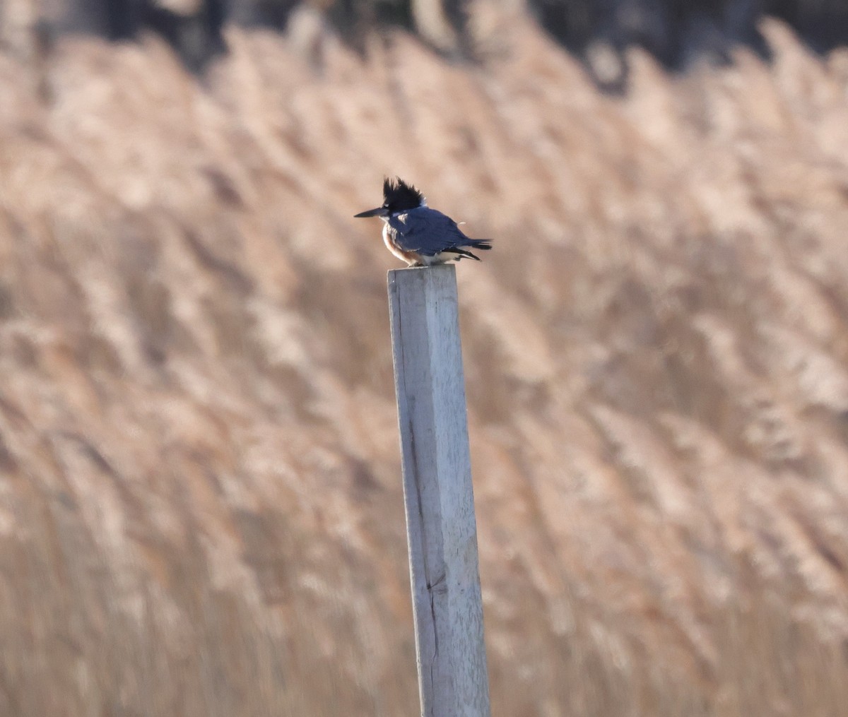 Belted Kingfisher - ML612287137