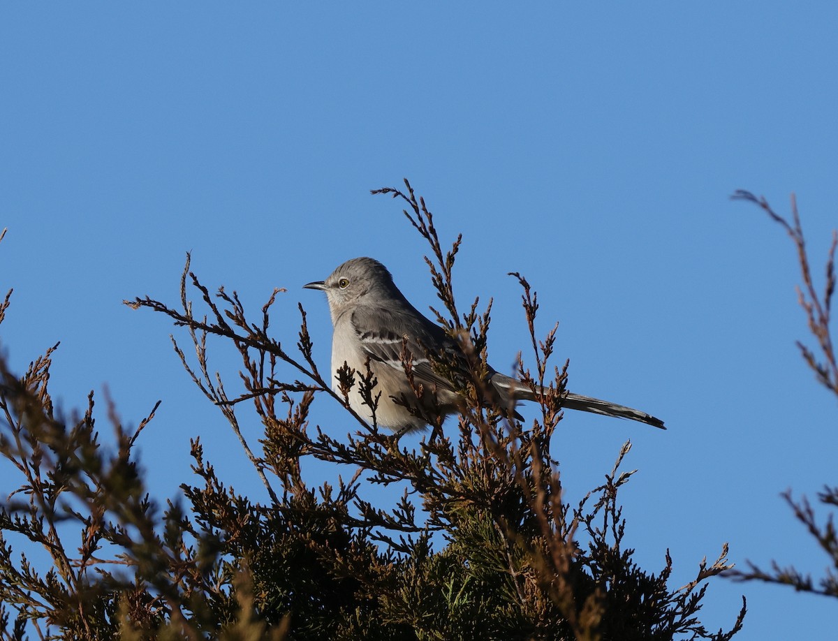 Northern Mockingbird - ML612287138