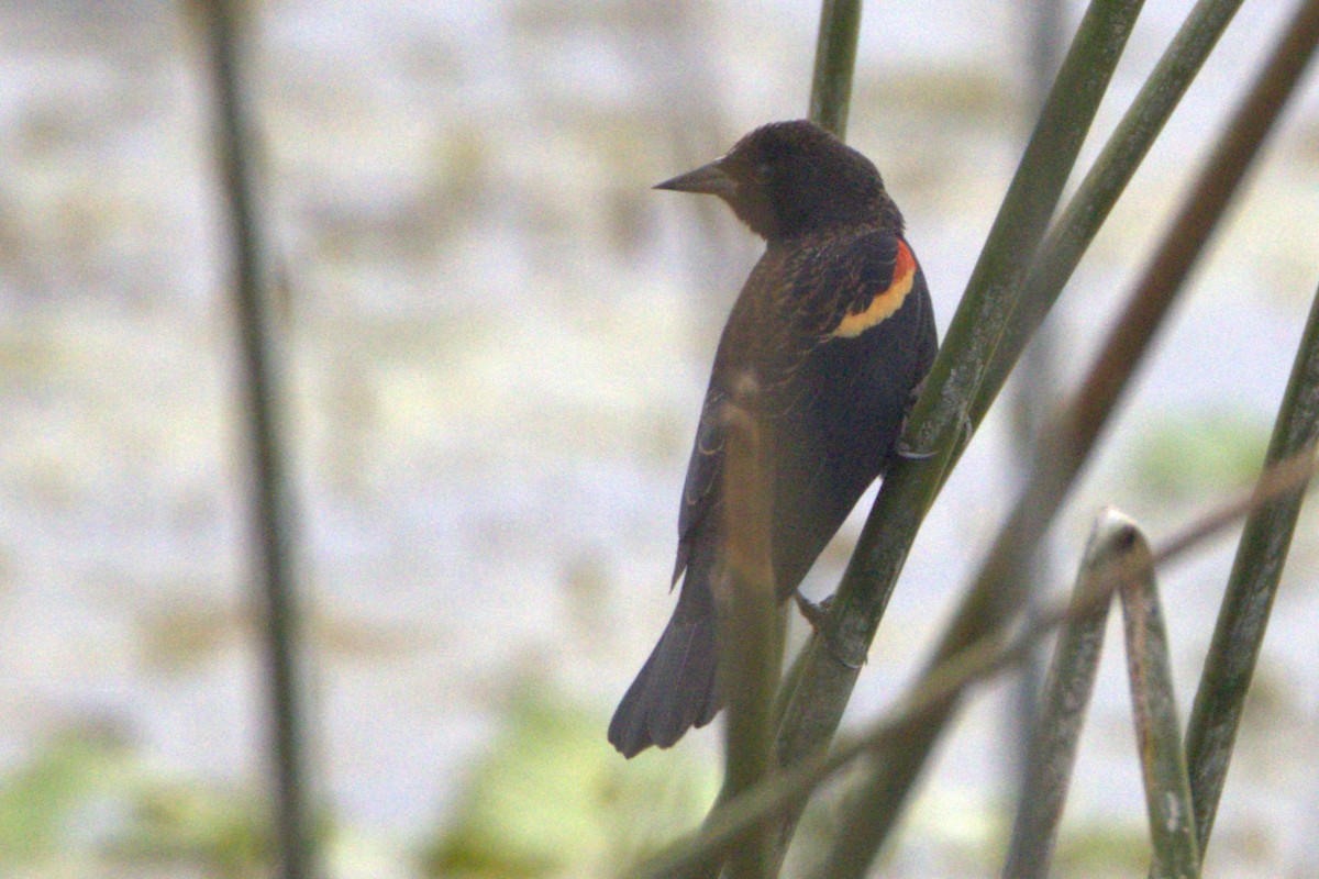 Red-winged Blackbird - ML612287139