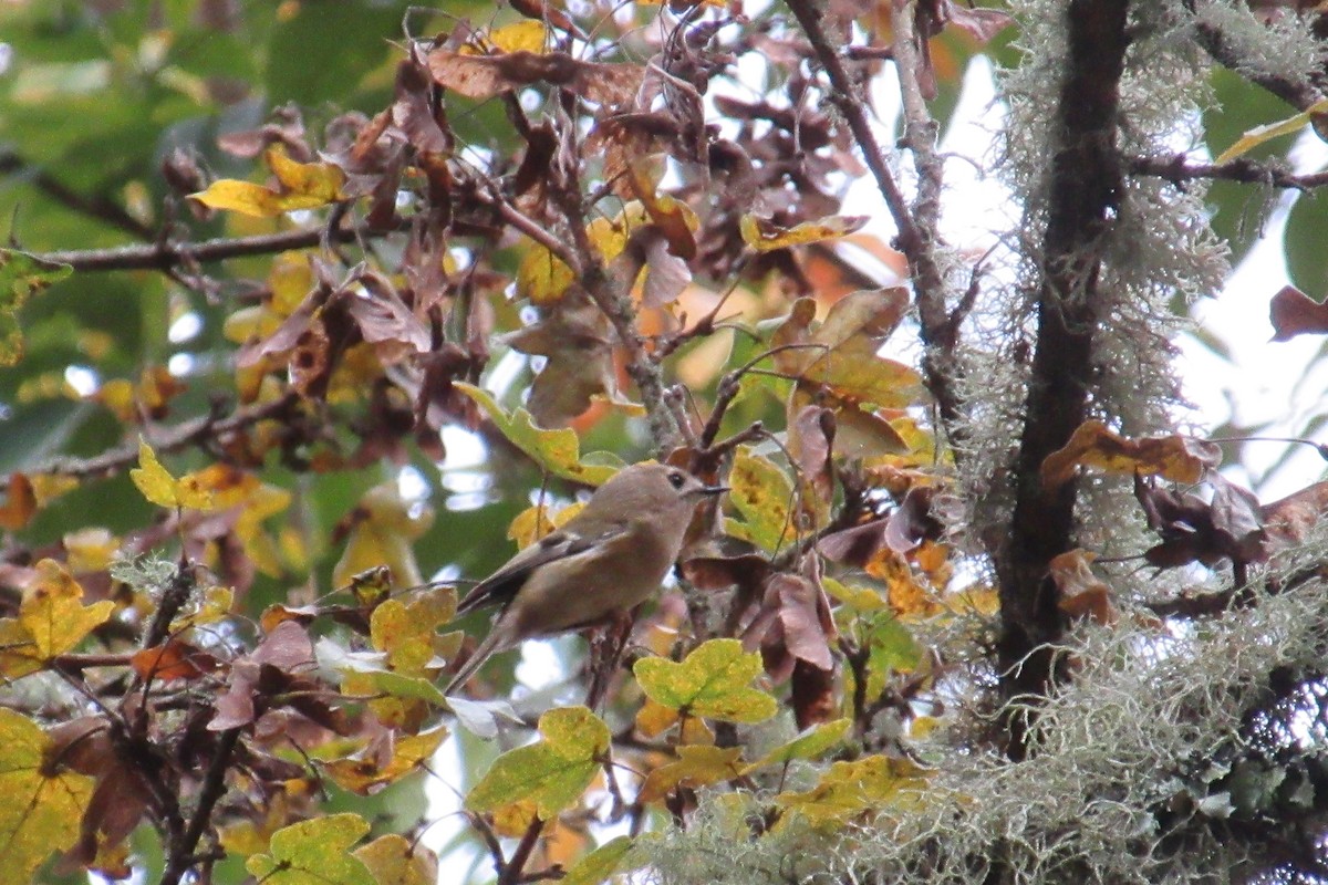 Goldcrest - Alex Press